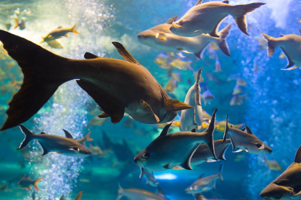 Shutterstock 1234460668