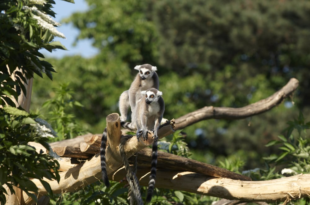 Vienna Schonbrunn Zoo
