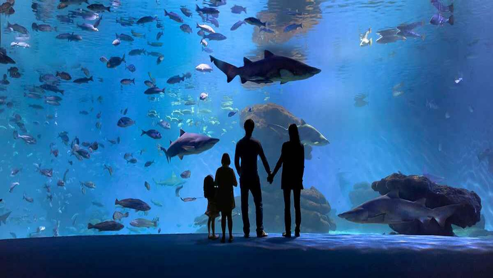 Palma Aquarium Fast-Track Entry + 3D Cinema Aquadome