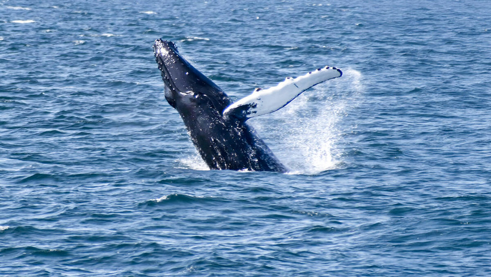 From Reykjavik: Whale Watching Tours