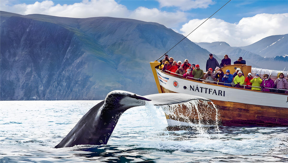 From Husavik: Whale Watching Tours