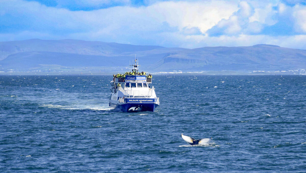 From Reykjavik: Whale Watching Tours