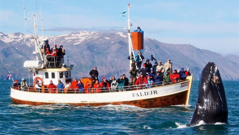 From Husavik: Whale Watching Tours