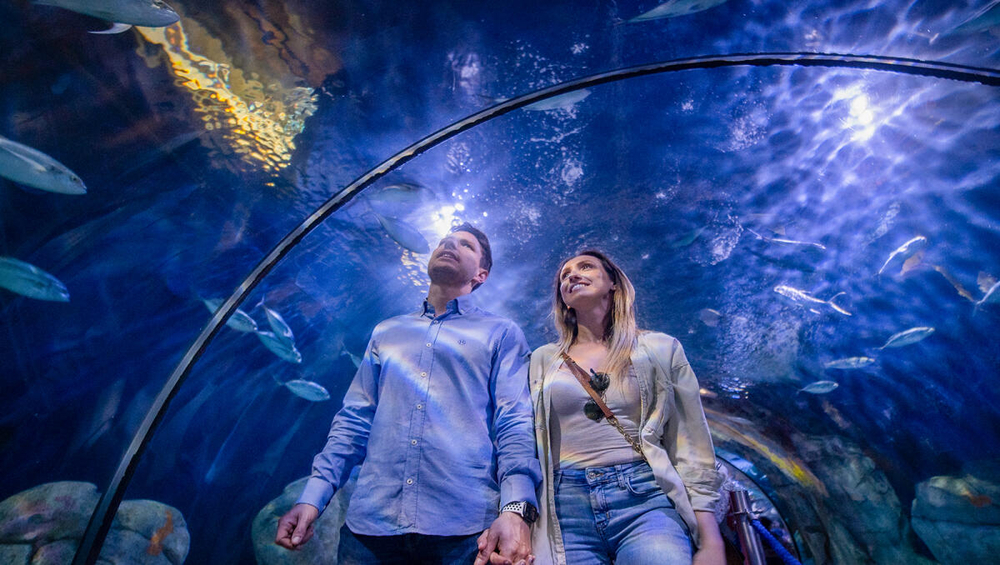 Oceanogràfic + Science Museum + Hemisfèric Tickets