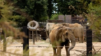Barcelona Zoo Entrance Ticket