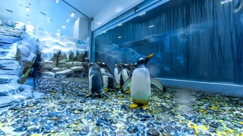 Dubai Aquarium & Underwater Zoo with Penguin Cove Tickets