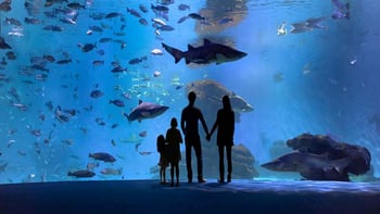 Palma Aquarium Fast-Track Entry + 3D Cinema Aquadome