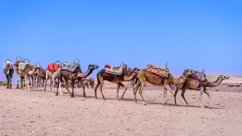 Sunset Desert Safari with Quad Bike, Camel Ride, Dinner Show & Transfers