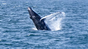From Reykjavik: Whale Watching Tours