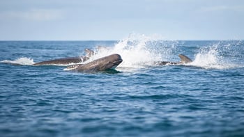 From Husavik: Whale Watching Tours