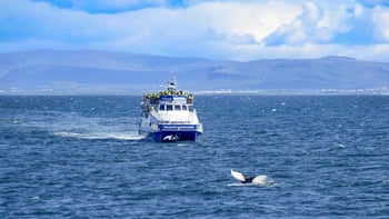 From Reykjavik: Whale Watching Tours