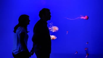 Seville Aquarium Tickets