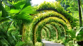 Singapore National Orchid Garden Tickets