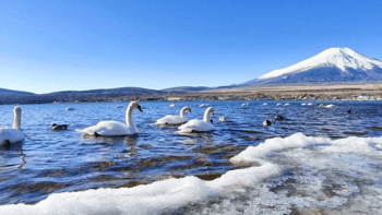 Mount Fuji Tour with Hakone Ropeway, Lake Ashi, Hakone Shrine, & More
