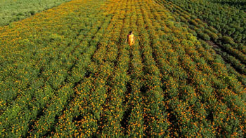 Valencia: Orange Farm and Orchard Trip with Tastings