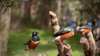 Bioparc Valencia: Skip-the-Line Ticket