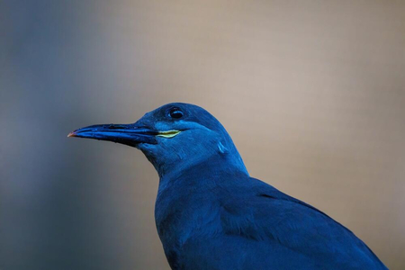  SeaWorld Abu Dhabi