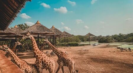  Safari World