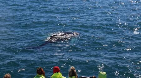  Whale Watching Tours