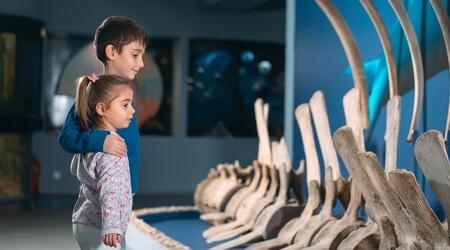  Whales of Iceland Museum
