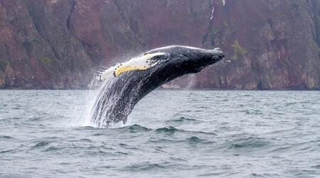  From Husavik: Whale Watching Tours