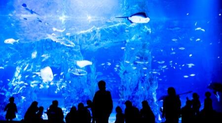  SEA LIFE COEX, Seoul Aquarium