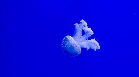  Seville Aquarium
