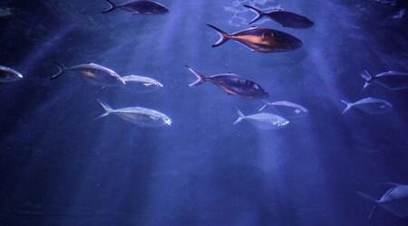  Oceanogràfic + Science Museum + Hemisfèric