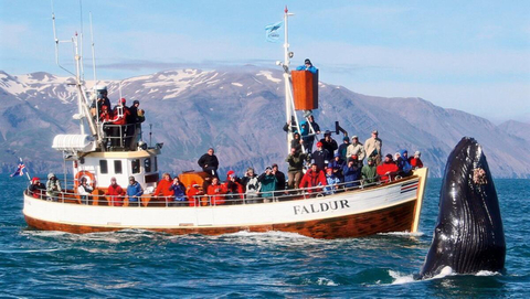 From Husavik: Whale Watching Tours