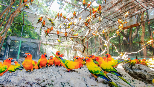 Safari World Bangkok Ticket