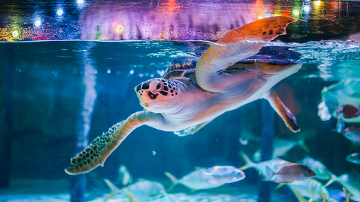 SEA LIFE Bangkok Ticket