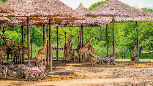 Safari World Bangkok Ticket