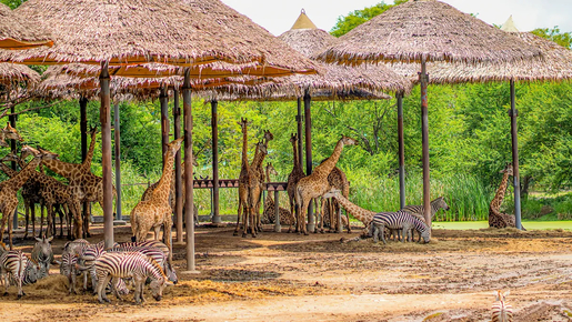 Safari World Bangkok Ticket