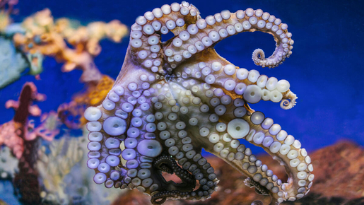 Barcelona Aquarium Ticket