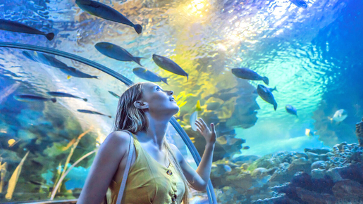 Dubai Aquarium & Underwater Zoo with Penguin Cove Ticket