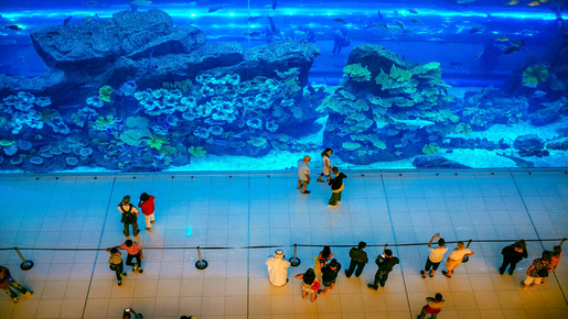 Dubai Aquarium & Underwater Zoo with Penguin Cove Ticket