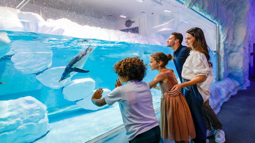 Dubai Aquarium & Underwater Zoo with Penguin Cove Ticket