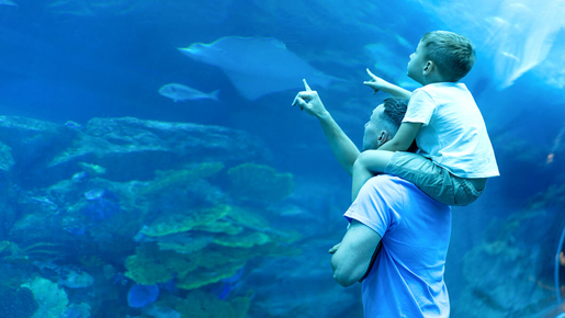 Dubai Aquarium & Underwater Zoo with Penguin Cove Ticket