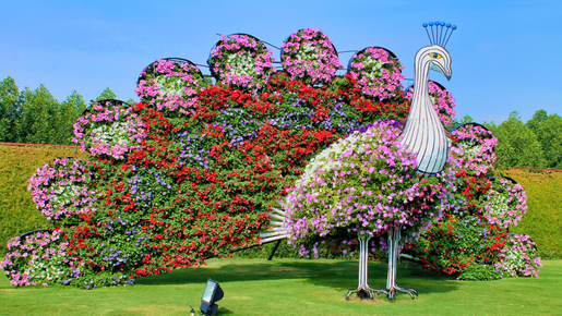Dubai Miracle Garden Ticket