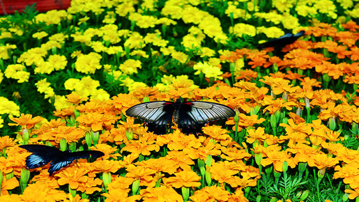 Dubai Butterfly Garden Ticket
