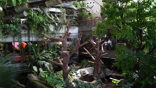 The Green Planet Ticket