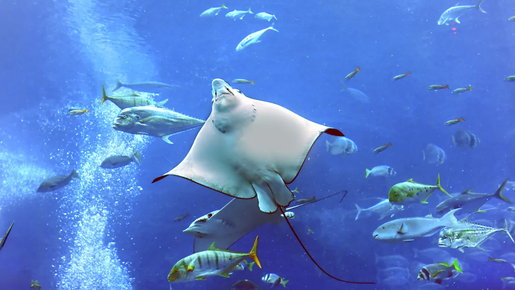 Dubai Aquarium & Underwater Zoo with Penguin Cove Ticket
