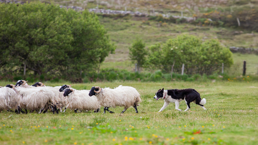 From Dublin: Glendalough, Wicklow & Kilkenny with Sheepdog Trails