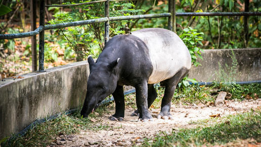 Zoo Negara & Panda Centre Ticket