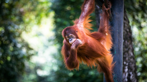 Zoo Negara & Panda Centre Ticket