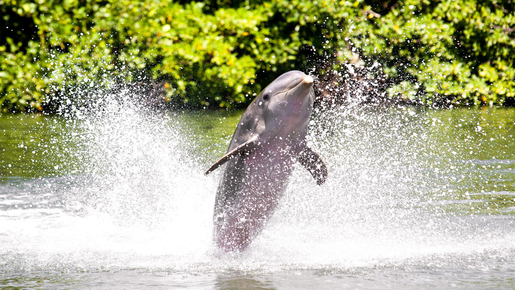 Jardim Zoologico (Lisbon Zoo) Ticket