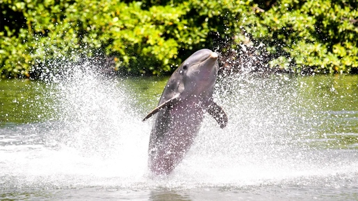 Jardim Zoologico (Lisbon Zoo) Ticket