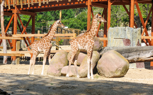 Madrid Zoo Aquarium Ticket