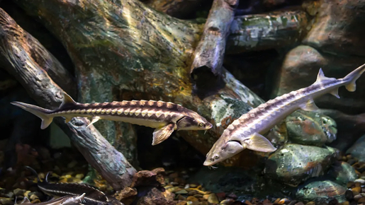 Aquarium de Paris Priority Access Tickets