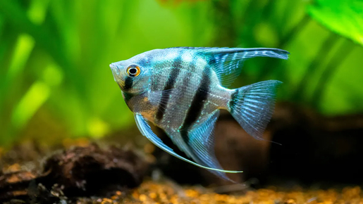 Aquarium de Paris Priority Access Tickets